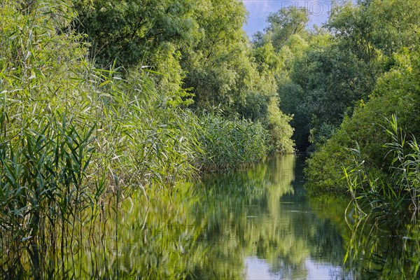 Waterway at Lacul Isac in the UNESCO Danube Delta Biosphere Reserve. Munghiol, Tulcea, Romania, Europe