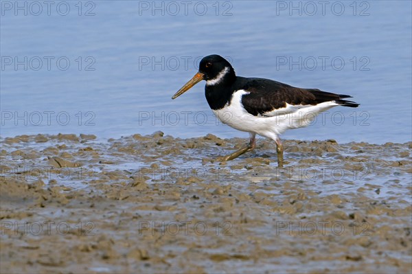 Common pied oystercatcher, Eurasian oystercatcher (Haematopus ostralegus) foraging on mudflat along the North Sea coast and looking for worms in mud