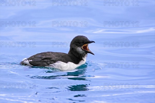 Swimming thick-billed murre, Bruennich's guillemot (Uria lomvia) chick calling in sea water of the Hinlopen Strait in summer, Svalbard, Spitsbergen