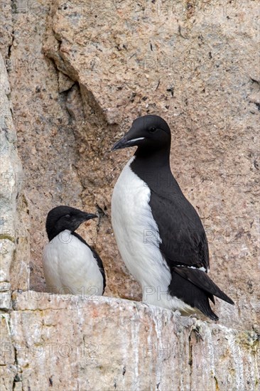 Thick-billed murre, Bruennich's guillemot (Uria lomvia) parent with chick on rock ledge in cliff, Alkefjellet, Hinlopen Strait, Svalbard, Spitsbergen