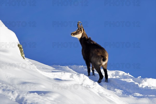 Alpine chamois (Rupicapra rupicapra) solitary male in dark winter coat foraging on mountain slope in the snow in the European Alps