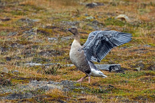 Pink-footed goose (Anser brachyrhynchus) flapping wings on the tundra in summer, Svalbard, Spitsbergen