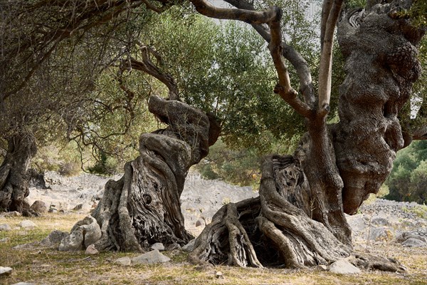 Old, gnarled olive trees in the olive grove of Lun, Vrtovi Lunjskih Maslina, Wild olive (Olea Oleaster linea), olive grove with centuries-old wild olive trees, nature reserve, Lun, island of Pag, Croatia, Europe