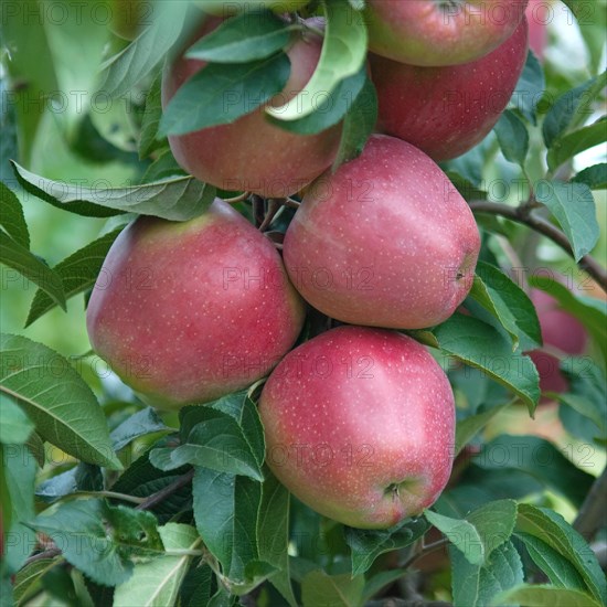 Apple (Malus domestica 'Gloster'), Wurzen, 81