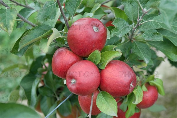 Apple (Malus domestica 'Pilot'), Bundessorteamt, testing centre Wurzen, Wurzen, 81