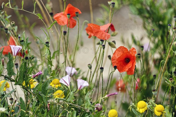Various wildflowers, poppies, Down House Garden, Downe, Kent, England, Great Britain