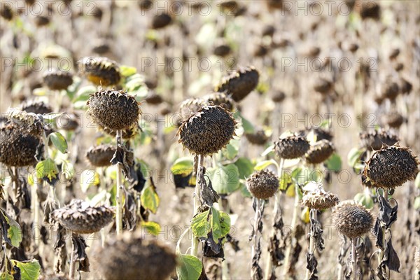 Dried sunflowers in a field in Schoenwald in Brandenburg, 16/08/2018