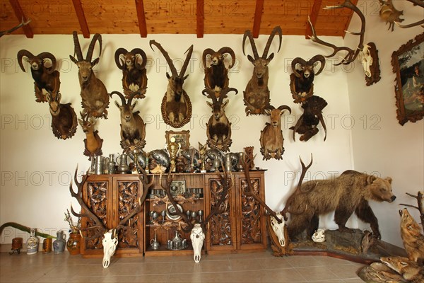 Hunting room with trophies and taxidermied animals, South Hungary, Hungary, Europe