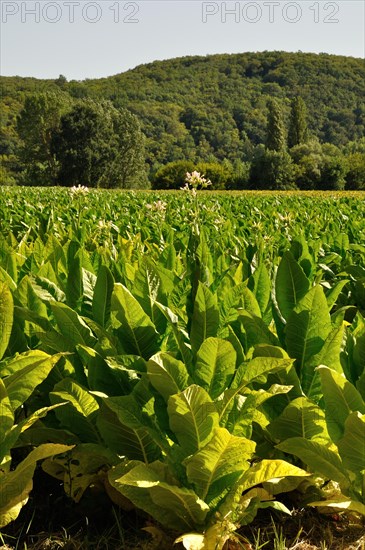 Tobacco field in Dordogne