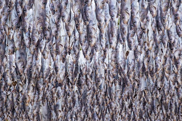 Lofoten, Norway. Solvaer, Nordland province. Stockfish, air-drying on open-air racks, Svolvaer, Nordland, Lofotoen, Norway, Europe