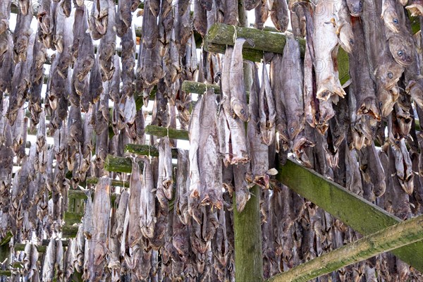 Lofoten, Norway. Solvaer, Nordland province. Stockfish, air-drying on open-air racks, Svolvaer, Nordland, Lofotoen, Norway, Europe