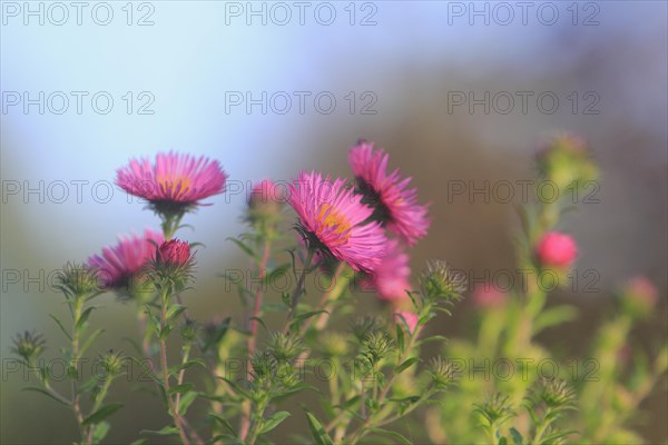 Asters (Aster), North Rhine-Westphalia, Germany, Europe