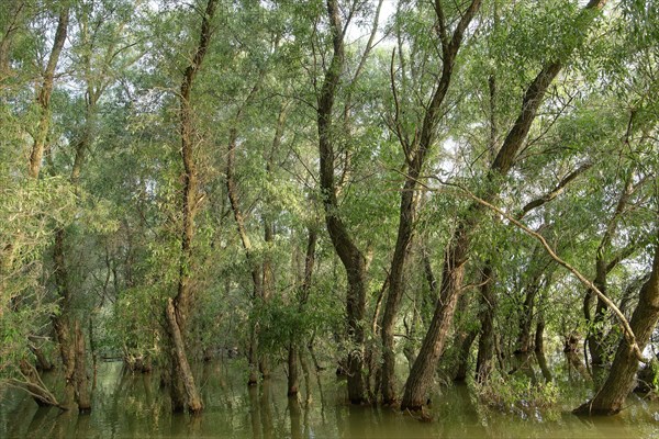 Willows grow in the water at a water arm in the UNESCO Danube Delta Biosphere Reserve. Munghiol, Tulcea, Romania, Europe