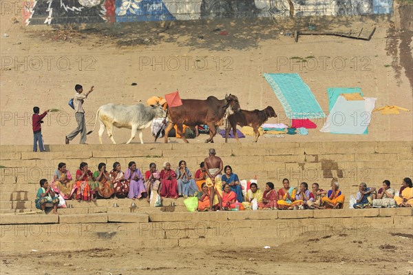People and animals interact on the steps on a riverbank in a traditional setting, Varanasi, Uttar Pradesh, India, Asia