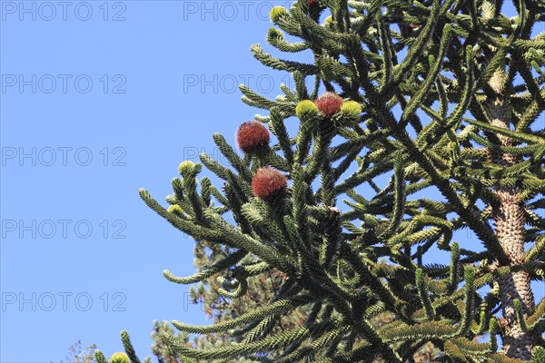 Monkey tail tree (Araucaria) close-up, North Rhine-Westphalia, Germany, Europe