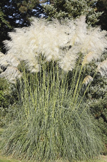 Pampas grass (Cordaderia), North Rhine-Westphalia, Germany, Europe