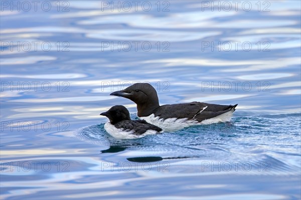 Thick-billed murre, Bruennich's guillemot (Uria lomvia) adult swimming with chick in sea water of Hinlopen Strait in summer, Svalbard, Spitsbergen