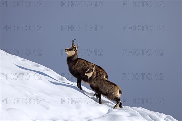 Alpine chamois (Rupicapra rupicapra) female with kid, young foraging in the snow in winter in the European Alps