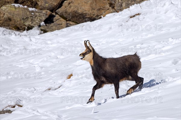 Alpine chamois (Rupicapra rupicapra) male on mountain slope in the snow calling during the rut in winter in the European Alps