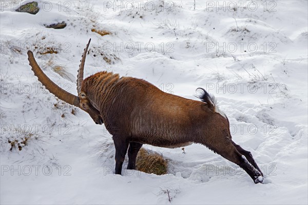 Alpine ibex (Capra ibex) male with large horns stretching hind limbs on mountain slope covered in snow in winter in the European Alps