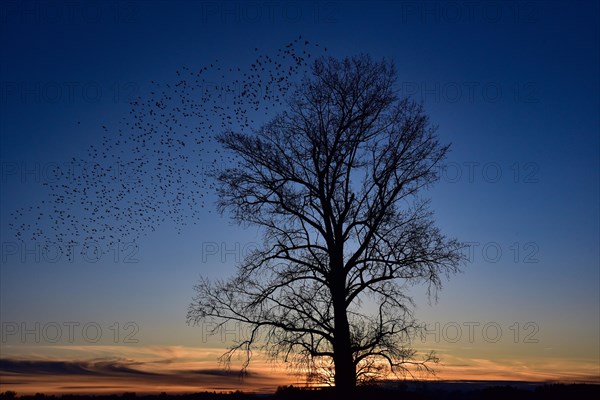 A flock of starlings (Sturnidae) resting in the branches of a tree at sunset, Bavaria, Germany, Europe