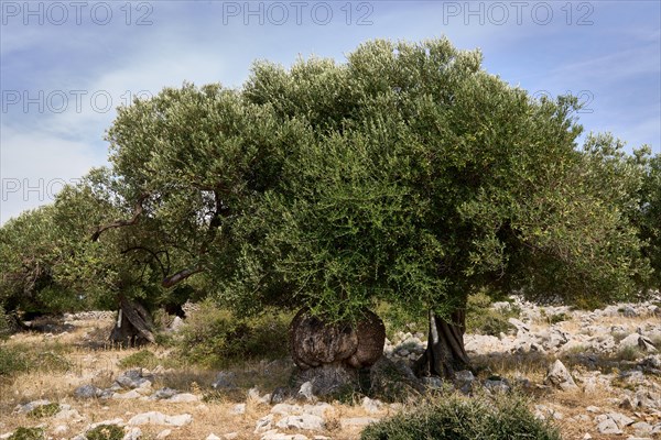 Old, gnarled olive trees in the olive grove of Lun, Vrtovi Lunjskih Maslina, Wild olive (Olea Oleaster linea), olive grove with centuries-old wild olive trees, nature reserve, Lun, island of Pag, Croatia, Europe