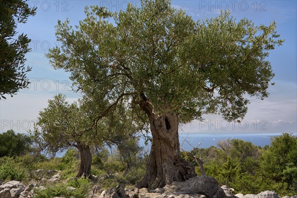 Old, gnarled olive tree in the olive grove of Lun, Vrtovi Lunjskih Maslina, wild olive (Olea Oleaster linea), olive orchard with centuries-old wild olive trees, nature reserve, Lun, island of Pag, behind the Mediterranean Sea, Adriatic Sea, Croatia, Europe