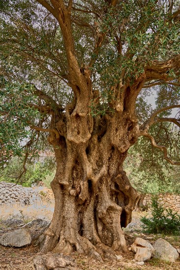 Old, gnarled olive tree in the olive grove of Lun, Vrtovi Lunjskih Maslina, wild olive (Olea Oleaster linea), olive orchard with centuries-old wild olive trees, nature reserve, Lun, island of Pag, Croatia, Europe