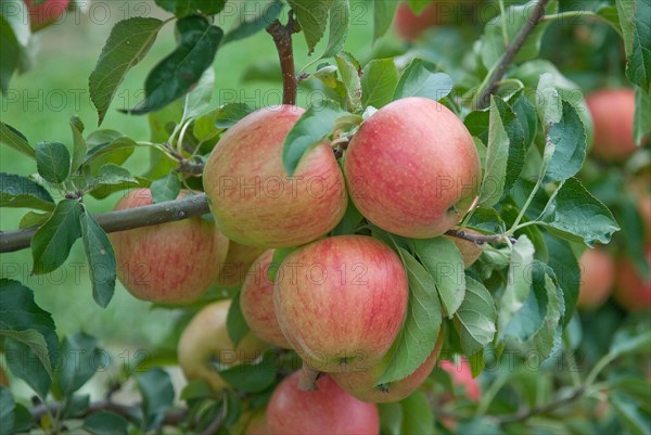 Apple (Malus domestica 'Pinova'), Bundessorteamt, testing centre Wurzen, Wurzen, 81