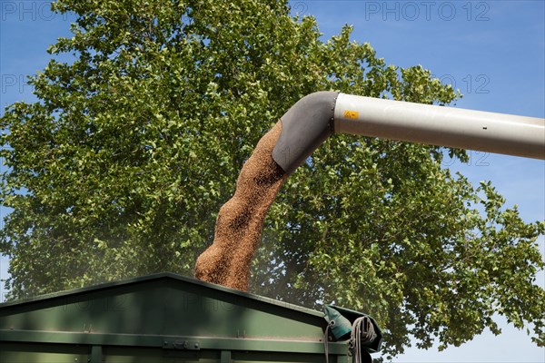 Harvest season, suction arm fills the trailer with grain