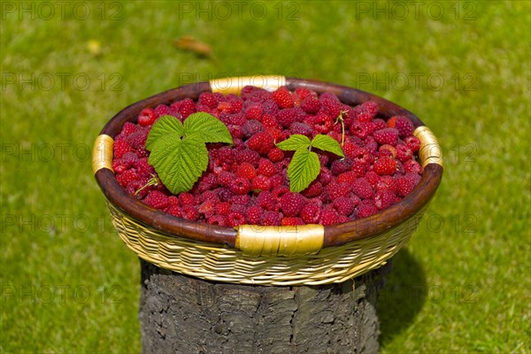 A basket of raspberries on a tree stump