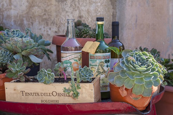 Decoration in front of a wine shop, Bolgheri, Castagneto Carducci, Province of Livorno, Tuscany region, Italy, Europe