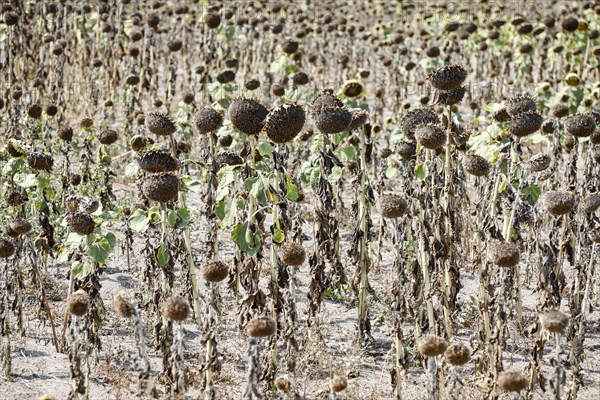 Dried sunflowers in a field in Schoenwald in Brandenburg, 16/08/2018