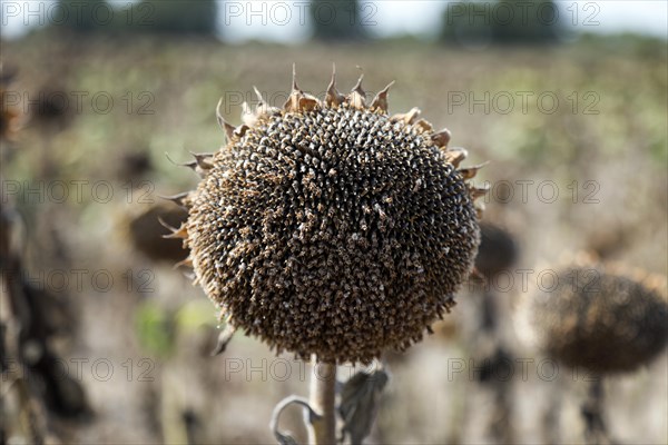 Dried sunflowers in a field in Schoenwald in Brandenburg, 16/08/2018