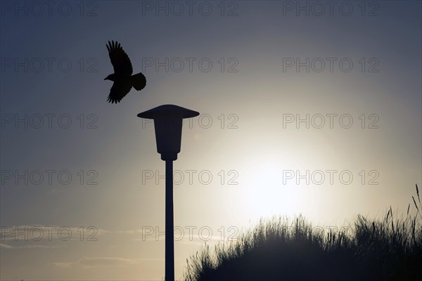 A crow takes off from a street lamp at sunrise, Norderney, 15.01.2017