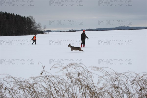 European roe deer (Capreolus capreolus) running between hunters across a snow-covered meadow on the occasion of a hare hunt, Allgaeu, Bavaria, Germany, Europe