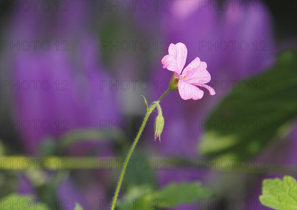 Cranesbill (Geranium) pink, North Rhine-Westphalia, Germany, Europe