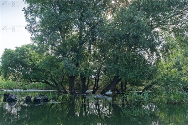 Willows grow at Lacul Isac in the UNESCO Danube Delta Biosphere Reserve. Munghiol, Tulcea, Romania, Europe