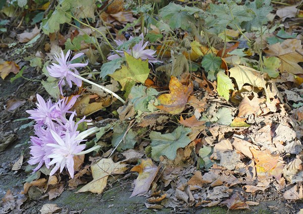 Flowers of the meadow saffron (Colchicum autumnale), by the wayside with autumn leaves, North Rhine-Westphalia, Germany, Europe