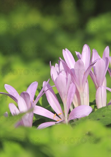 Flowers of the meadow saffron (Colchicum autumnale), North Rhine-Westphalia, Germany, Europe