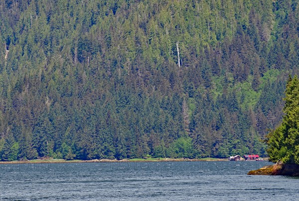 Elongated fjord with wooded shores and slopes, two small houses on the shore, Khutzeymateen Grizzly Bear, Wilderness, British Columbia, Canada, North America