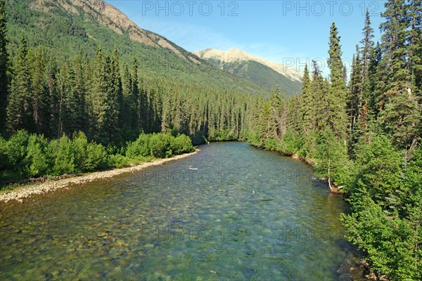 Crystal clear stream with translucent water, forest, wilderness, Stewart Casssiar Highway, British Columbia, Canada, North America