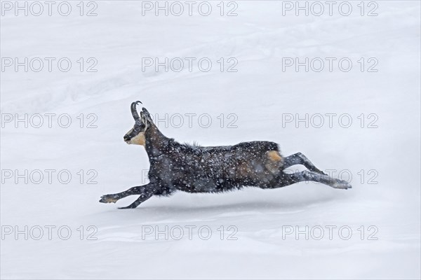 Alpine chamois (Rupicapra rupicapra) solitary male in dark winter coat fleeing over mountain slope in the snow during snowfall in the European Alps