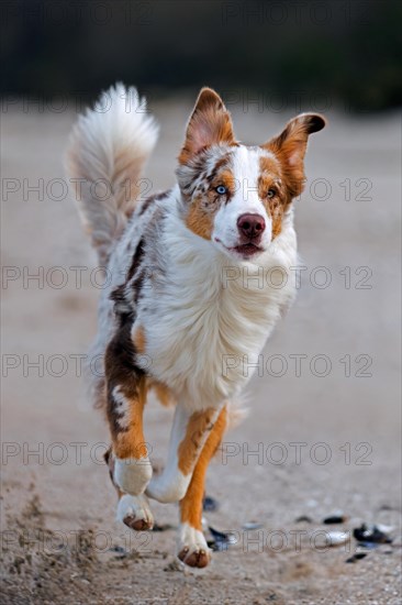 Australian Shepherd, Aussie, breed of herding dog from the United States, running on sandy beach