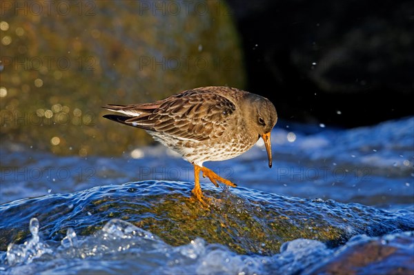 Purple sandpiper (Calidris maritima) in non-breeding plumage foraging on rocky shore along the Baltic Sea coast in winter