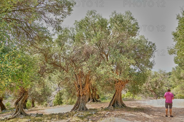 Old, gnarled olive trees in the olive grove of Lun, Tourist, Vrtovi Lunjskih Maslina, Wild olive (Olea Oleaster linea), olive grove with centuries-old wild olive trees, nature reserve, Lun, island of Pag, Croatia, Europe