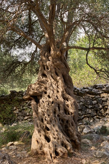 Old, gnarled olive tree in front of a limestone wall, in the olive grove of Lun, Vrtovi Lunjskih Maslina, wild olive (Olea Oleaster linea), olive garden with centuries-old wild olive trees, nature reserve, Lun, island of Pag, Croatia, Europe