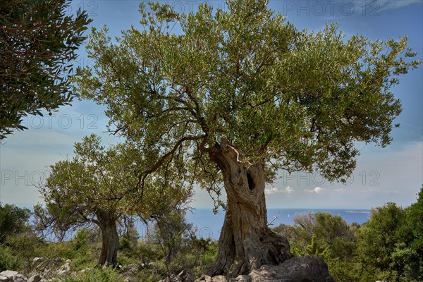 Old, gnarled olive tree in the olive grove of Lun, Vrtovi Lunjskih Maslina, wild olive (Olea Oleaster linea), olive orchard with centuries-old wild olive trees, nature reserve, Lun, island of Pag, behind the Mediterranean Sea, Adriatic Sea, Croatia, Europe
