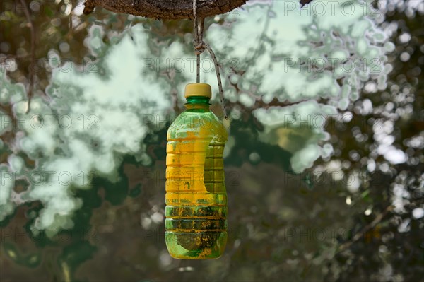 Yellow painted plastic bottle in an olive tree, natural remedy against the olive fruit fly (Bactrocera oleae), olive grove of Lun, Vrtovi Lunjskih Maslina, wild olive (Olea Oleaster linea), olive orchard with centuries-old wild olive trees, nature reserve, Lun, island of Pag, Croatia, Europe