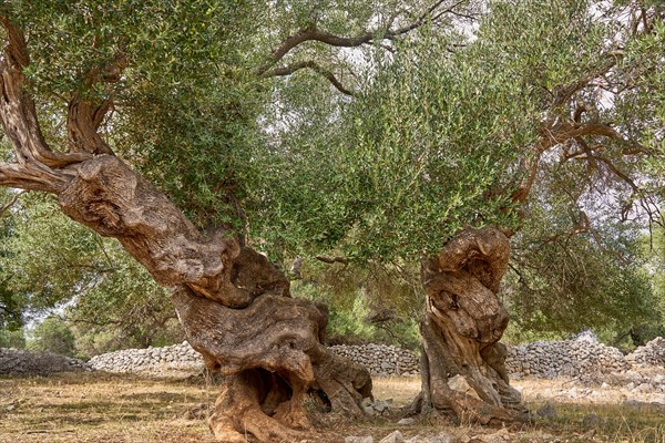 Old, gnarled olive trees in the olive grove of Lun, Vrtovi Lunjskih Maslina, Wild olive (Olea Oleaster linea), olive grove with centuries-old wild olive trees, nature reserve, Lun, island of Pag, Croatia, Europe